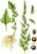 Chenopodium album